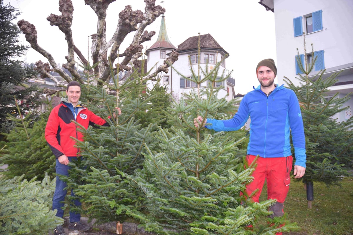 Christbaumverkauf der Ortsgemeinde